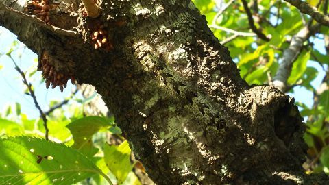 枯葉で突っついたら木をのぼって逃げていきました。あとで調べたところ、クヌギカレハの幼虫だと分かりました。毒針毛があるので触らなくてよかったです。
