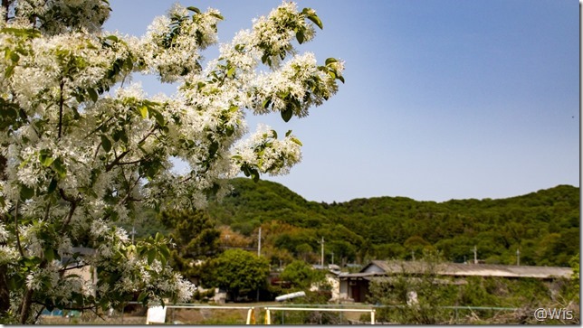 カワヅ桜とオリーブの里のナンジャモンジャ