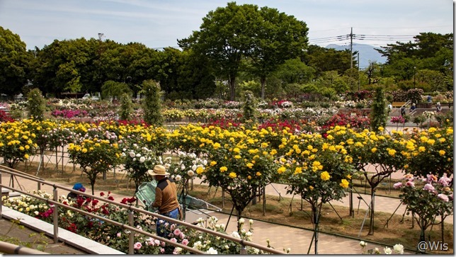 敷島公園・春のバラ園