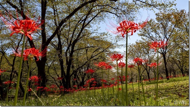 赤城南面千本桜の彼岸花