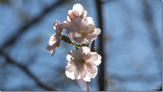 赤城南面千本桜のアーコレード(桜)
