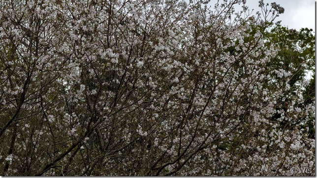 あしかがフラワーパークの十月桜