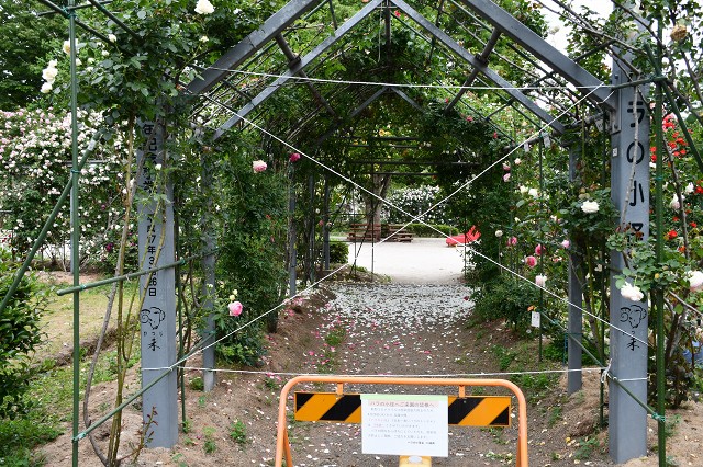 日本一のバラのトンネル！平成の森公園