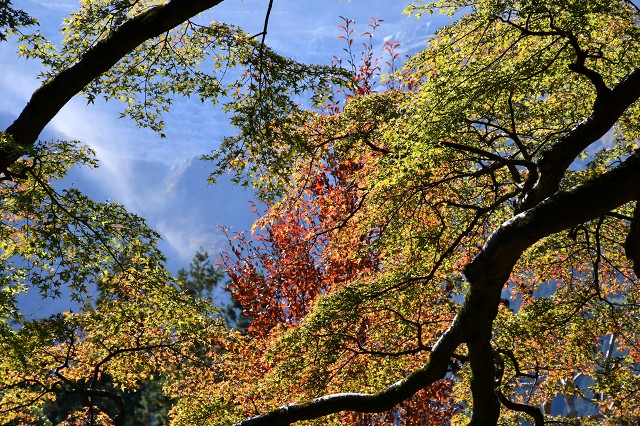 武甲山　里山の秋