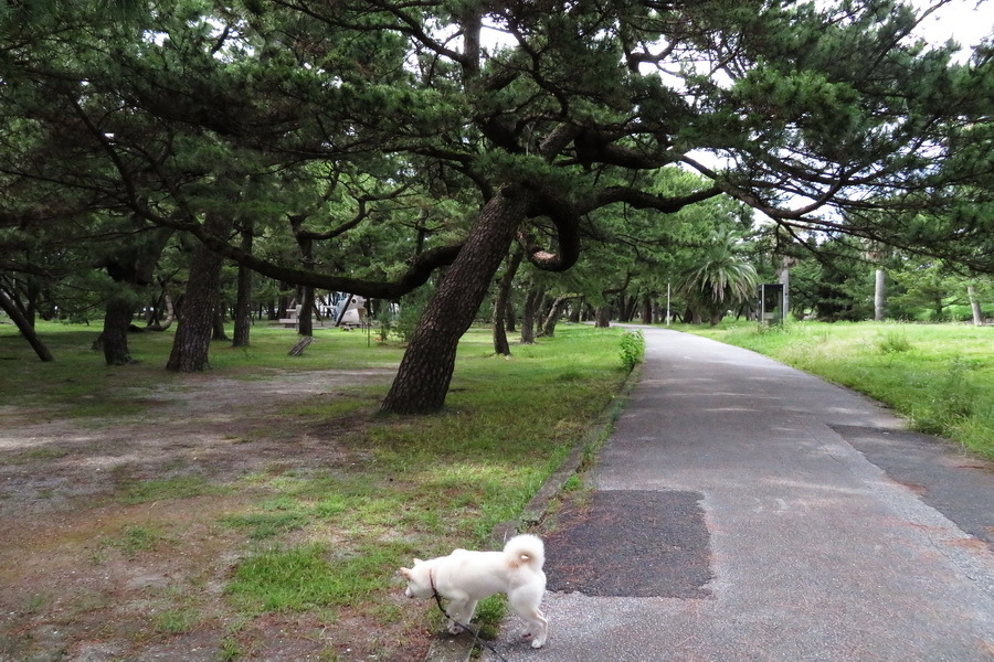 ⑥2021千松公園の遊歩道