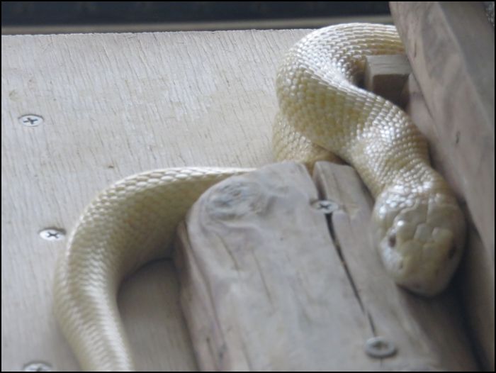 白蛇資料館/シロヘビちゃんは天然記念物＠山口県/岩国市