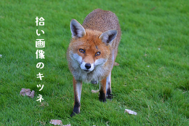fox-1563660_1280.jpg