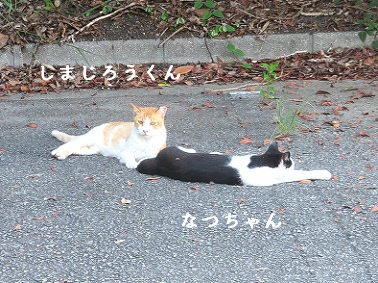 shimajirou-natsu20210727.jpg