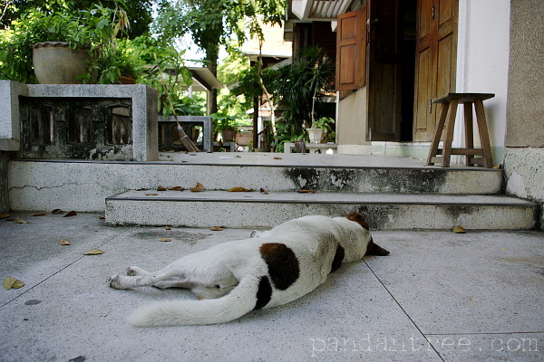 日陰で熟睡の犬