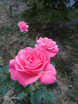 7日　薔薇
