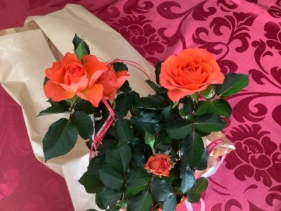 おねえちゃんたちのベランダは ちょっと小さいのでミニ薔薇にしました。