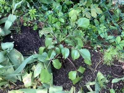 マッシュルームのパックで芽を出し大きくしたダリアも地植え