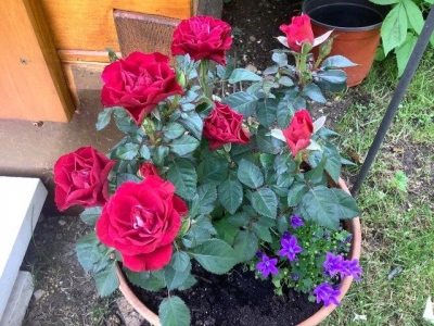 庭に赤が欲しくて買ったミニ薔薇