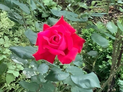 玄関前の赤バラが咲きました。