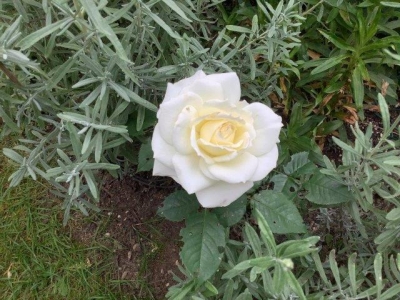 白バラ満開。