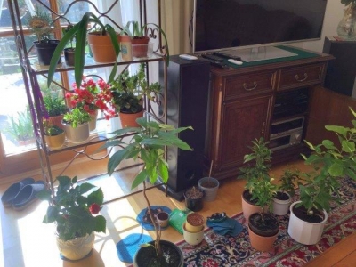 テラスに出していた鉢植えの一部を室内に移動しました。