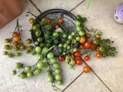 倒れ、バキバキ折れたトマトからは 実を採ってみた。