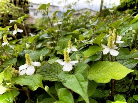 しつこい雑草 ドクダミの白い花 ガーデン