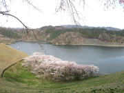 城山湖　桜　ロードバイク
