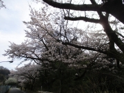 城山湖　桜　ロードバイク