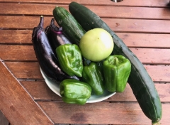 夏野菜の初収穫